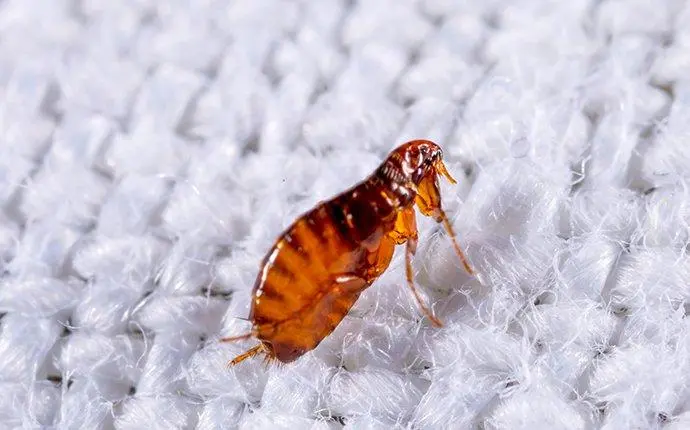 flea crawling on fabric