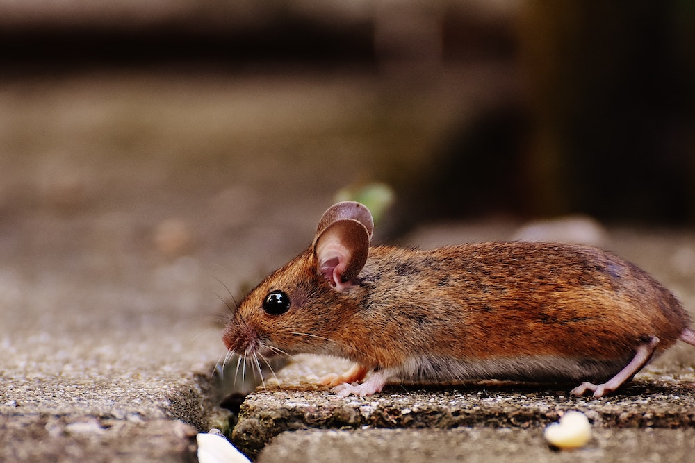 Rats prefer to help their own kind. Humans may be similarly wired