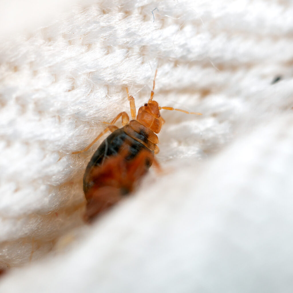 dead bed bugs on mattress