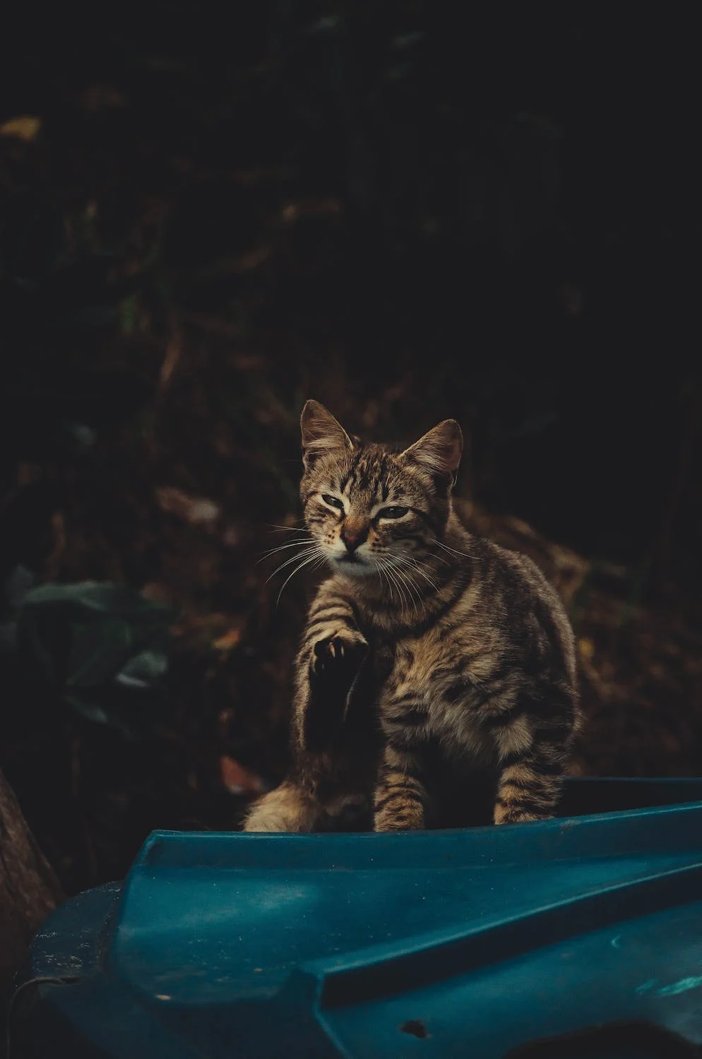 Cat scratching it's head and neck on a blue object