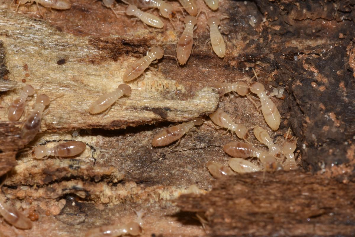 What Do Termites Look Like?- Innovative Pest Solutions