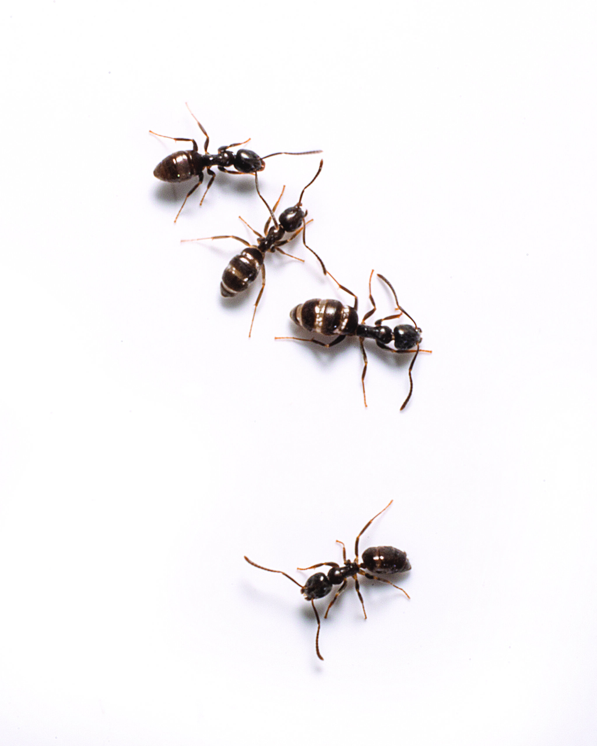 Understanding And Managing Odorous House Ants Innovative Pest Solutions