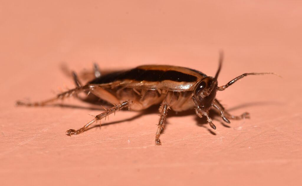 german cockroach; a common roach found in the Raleigh/Durham area