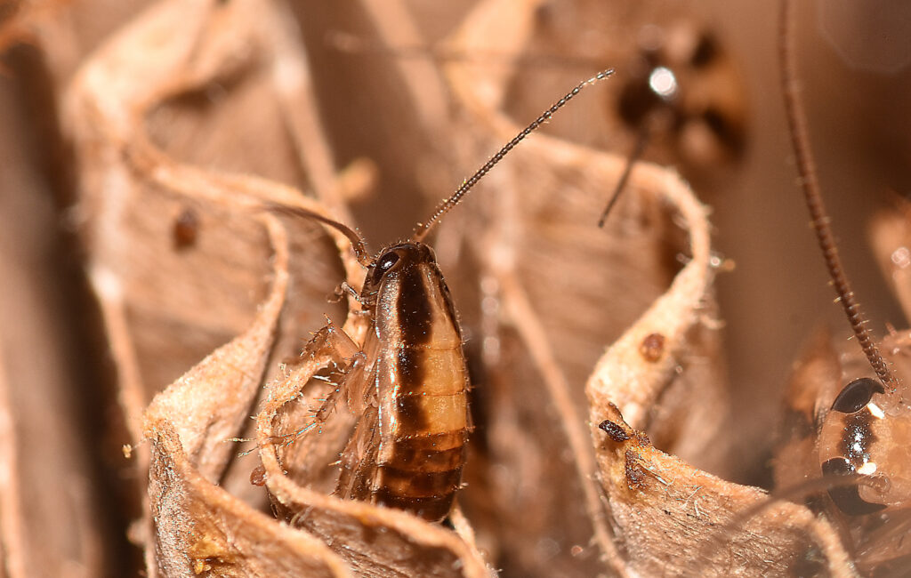 german cockroach; a common roach found in the Raleigh/Durham area