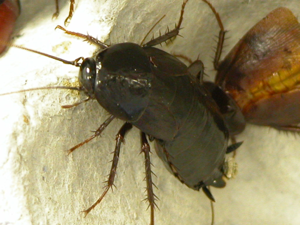oriental cockroach; a common roach found in the Raleigh/Durham area