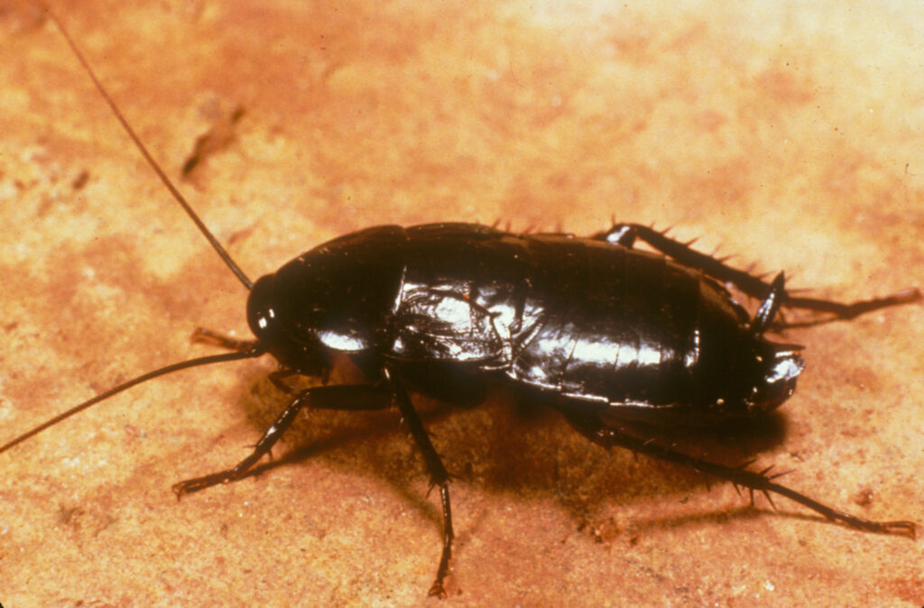 oriental cockroach; a common roach found in the Raleigh/Durham area