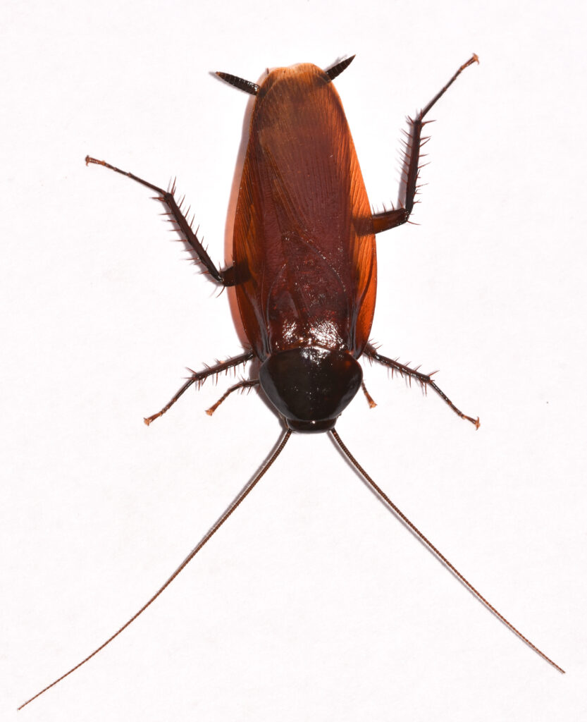 smokybrown wood roach;one of the common roaches found in the Raleigh/Durham area