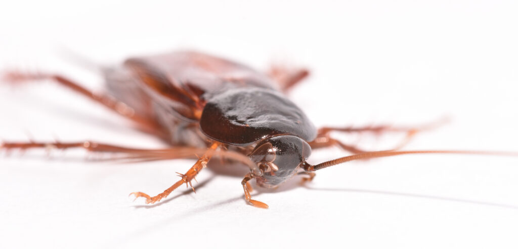 smokybrown wood roach; a common roach found in the Raleigh/Durham area