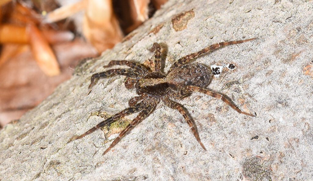 Wolf spiders are commonly found in areas of NC. We at Innovative Pest Solutions can help!
