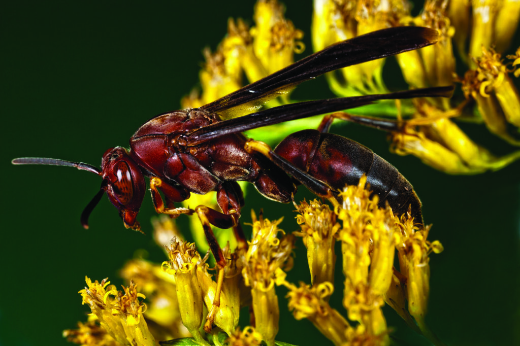 Paper wasp perched on flower: a common stinging insect in NC