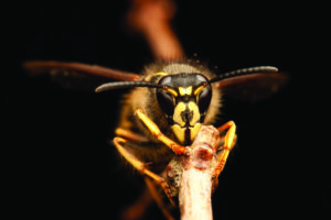Yellowjacket; a common stinging insect in NC