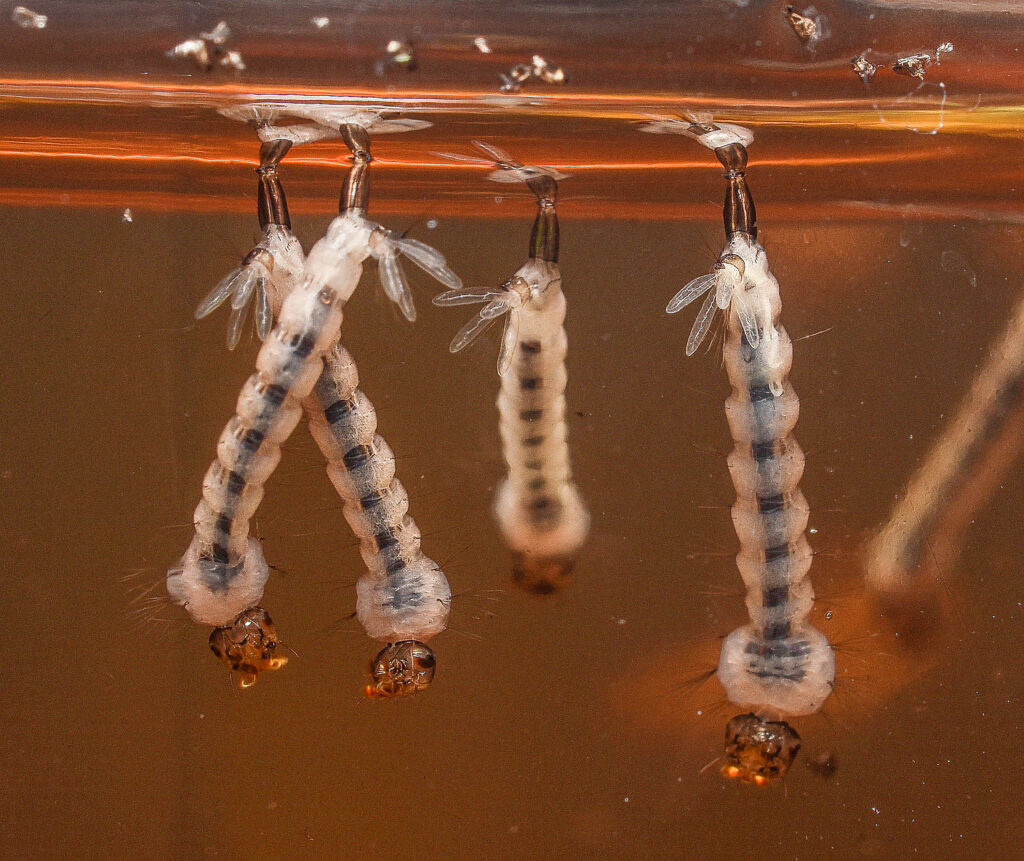 Yellow fever mosquito larvae- a common species of the mosquitoes found in north carolina