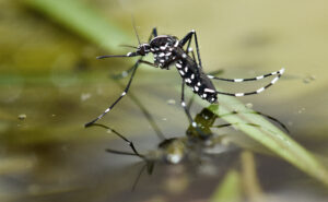 Asian tiger mosquito sitting on the water- a common species of the mosquitoes found in north carolina