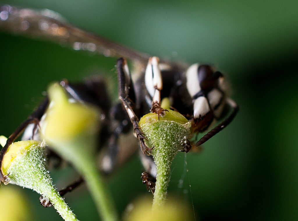 Bald-faced hornet: a common stinging insect in NC