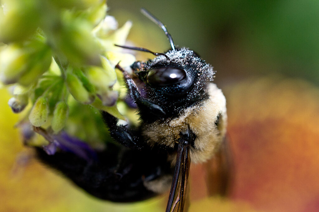 Carpenter bee a common stinging insect in NC