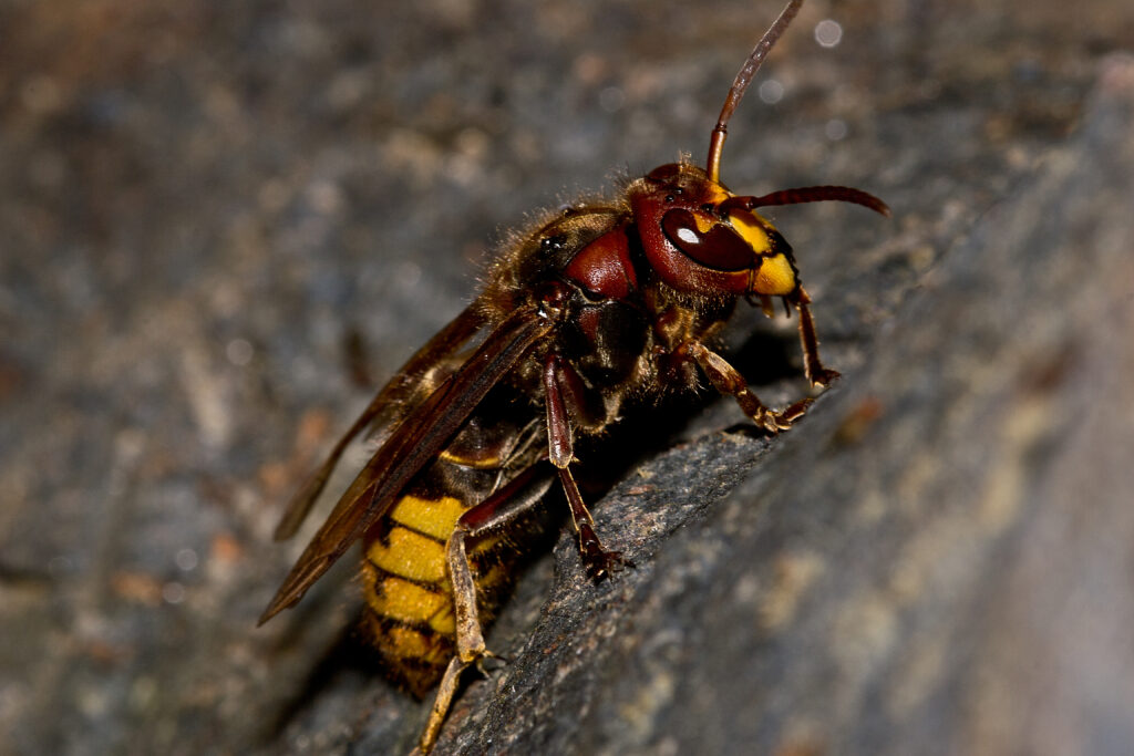 European hornet: a common stinging insect in NC