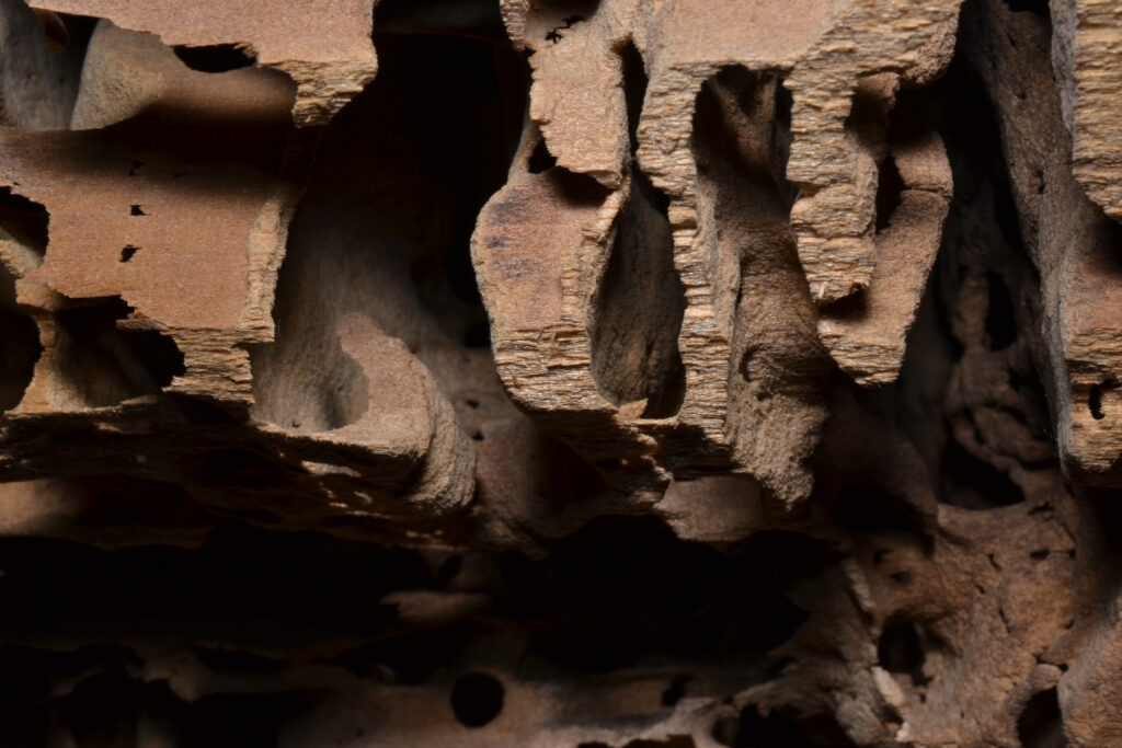 damaged wood from carpenter ant