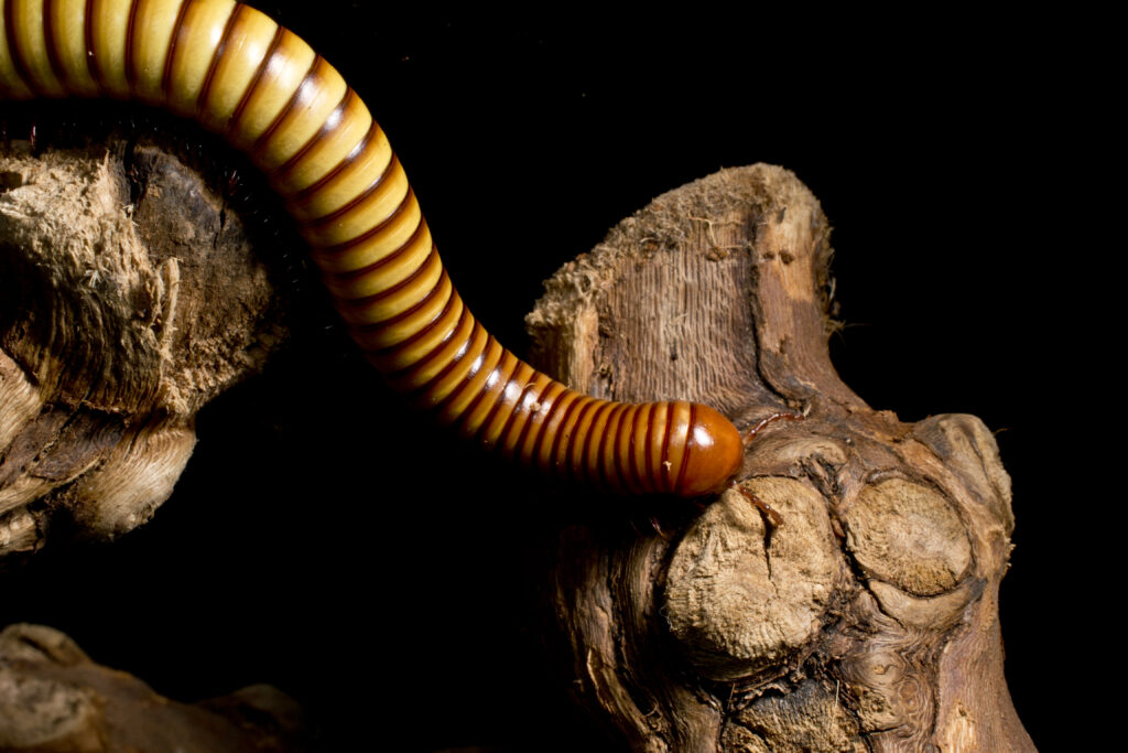 millipede