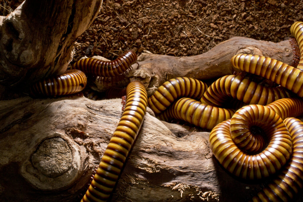 house centipedes and millipedes are a common nuisance in the raleigh-durham area