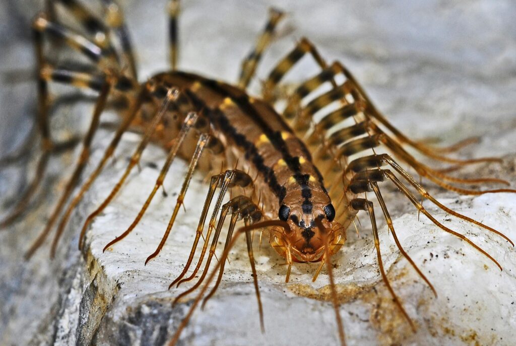 house centipedes and millipedes are a common nuisance in the raleigh-durham area